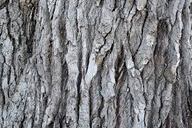 pinus
